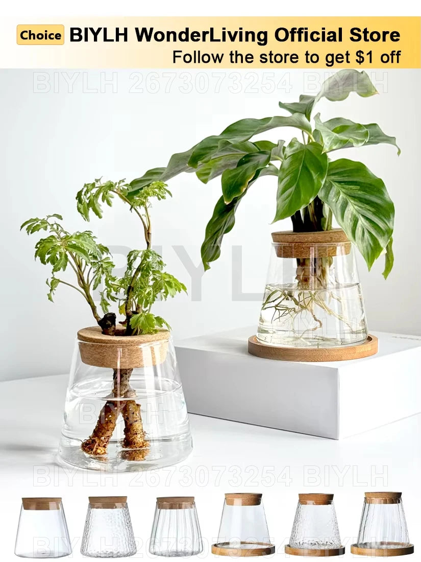 "Hydroponic Glass Vase with Base Tray
"